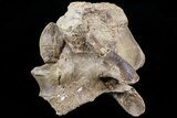Mosasaur (Platecarpus) Dorsal Vertebra - Kansas #73697-2